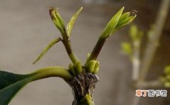 【新芽】桂花树新芽尖枯萎原因有哪些？