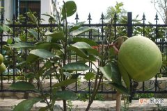【柚子】盆栽柚子怎么繁殖有哪些方法？