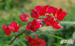 【好看】5种好养好看花期长的盆栽花卉介绍有哪些？