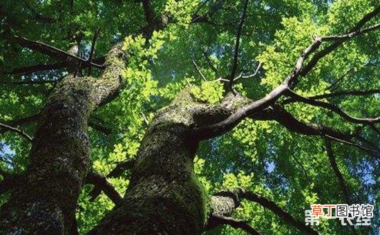 【特征】庭荫树的主要特征和选择标准有哪些？