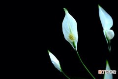 【花】白掌花瓣变黑了怎么办有哪些解决方法？