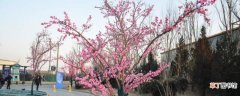【树】樱花树能插活吗有哪些注意事项？