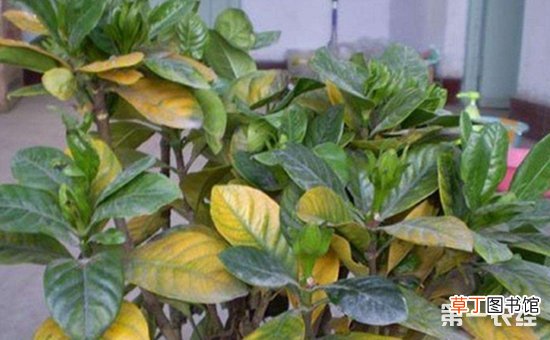 【盆栽】几种常见盆栽植物的养护方法有哪些？