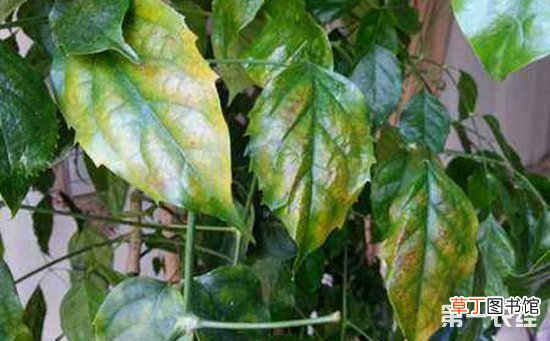 【盆栽】几种常见盆栽植物的养护方法有哪些？