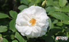 【野蔷薇】荼蘼花和野蔷薇的区别有哪些？