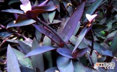 【用途】紫鸭跖草园林用途有哪些？