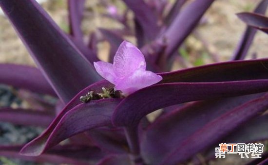 【用途】紫鸭跖草园林用途有哪些？