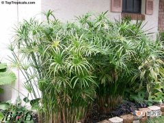 【作用】水竹的作用有哪些？