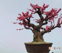 【造型】红梅盆景造型图片大全有哪些？