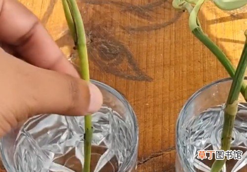 【栽培】剪下来的绿萝怎么栽培有哪些方法？