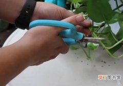 【栽培】剪下来的绿萝怎么栽培有哪些方法？