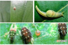 【虫害】虎皮兰的虫害防治有哪些？