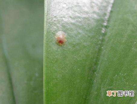 【虫害】虎皮兰的虫害防治有哪些？