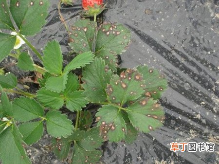 【虫害】草莓的虫害防治有哪些？