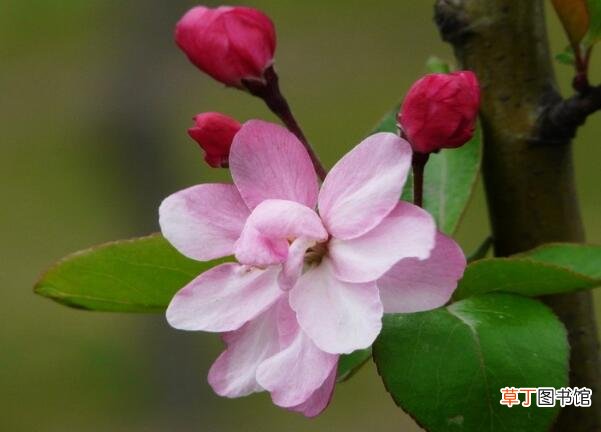 最好看的5种海棠花 【品种】海棠花有哪些品种，哪种海棠花最好看