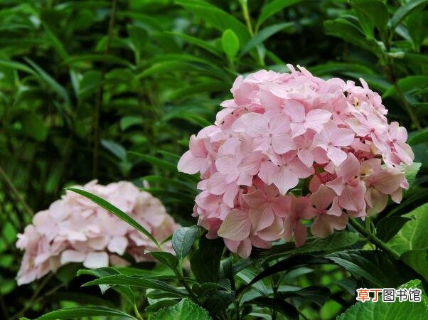 【植物】耐阴又容易开花的植物有哪些，10种可以开花的耐阴的花卉