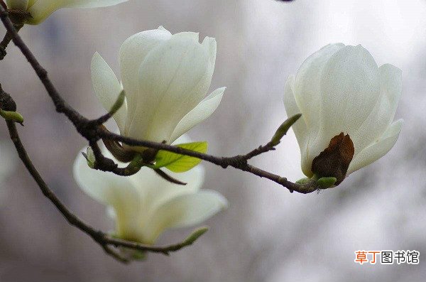 加肥很重要 【开花】白兰花什么时候开花，怎样帮助白兰花开花