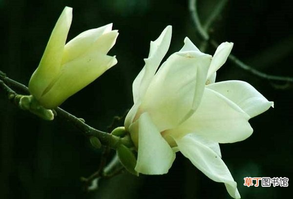 加肥很重要 【开花】白兰花什么时候开花，怎样帮助白兰花开花