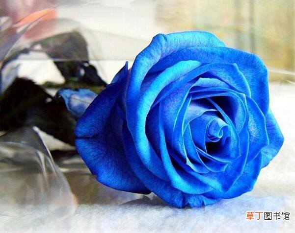 枝数决定总价 【多】蓝玫瑰多少钱一枝,蓝玫瑰多少钱一束