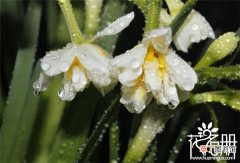 【种类】水仙花有哪些种类，最常见的15种水仙种类