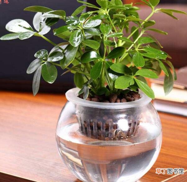 【室内】适合室内养的水生植物，盘点18种室内常见水生植物