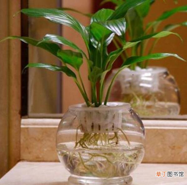 【室内】适合室内养的水生植物，盘点18种室内常见水生植物