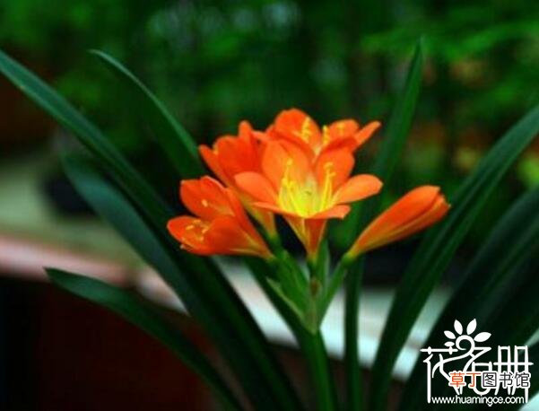 【开花】君子兰开花有什么兆头，预示家庭和睦幸福美满