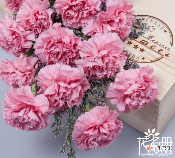 康乃馨是母亲之花 【花】2018年母亲节送什么花好，母亲节应该送什么花