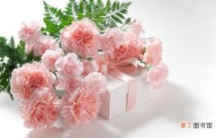 家是最温暖的港湾 【花语】33支粉色康乃馨的花语，对妈妈的深情呼唤