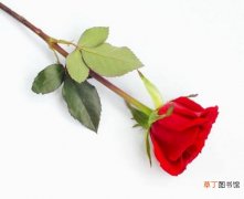 永生花699一支 【多】红玫瑰多少钱一支,价位5-15元