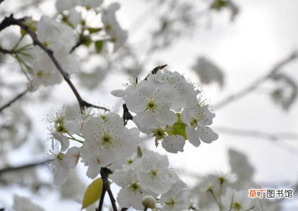 4月百花争艳 【花】四月开什么花 四月地上开的什么花