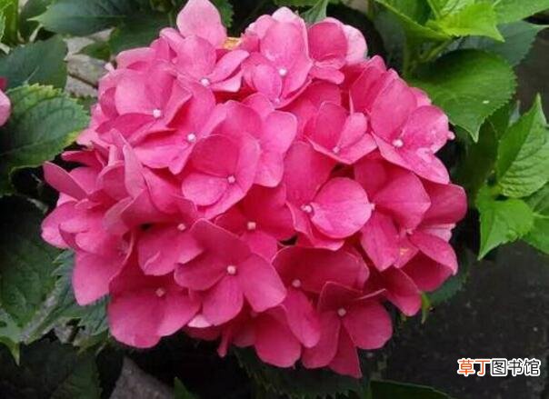 20-60元 【价格】绣球花价格一般为多少，绣球花盆栽和花束价格