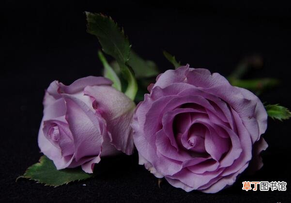 20元左右 【多】紫玫瑰多少钱一朵,花朵娇小价格偏贵
