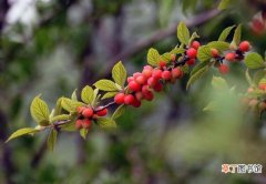 【吃】榆叶梅结的果能吃吗，榆叶梅果实有哪些作用