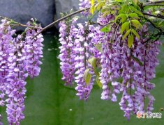 【紫叶李】春分节气开什么花，紫藤花/紫叶李/梅花