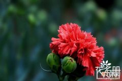 【康乃馨】红色康乃馨代表什么，对母亲浓烈的感激之情