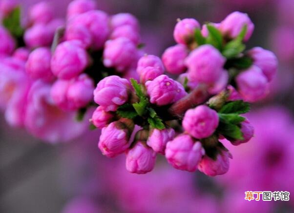 花期10-15天 【开花】榆叶梅什么时候开花，榆叶梅开花时间3-4月