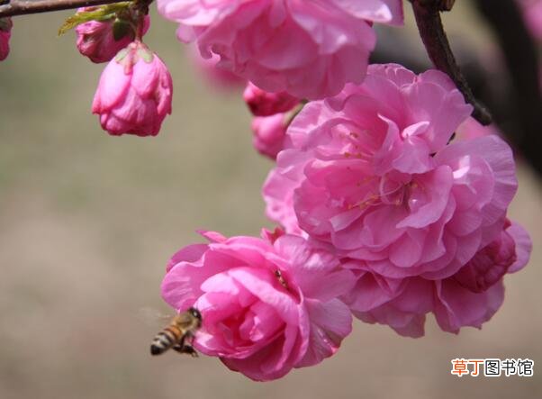 花期10-15天 【开花】榆叶梅什么时候开花，榆叶梅开花时间3-4月
