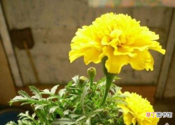 【花】父亲节适合送什么花，黄玫瑰/向日葵/黄色康乃馨