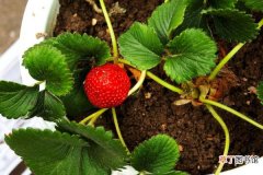 【草莓】盆栽草莓的种植方法，土壤要肥沃保持散射光