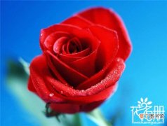 99朵玫瑰 【多】结婚纪念日送什么花，结婚纪念日送多少朵花比较好