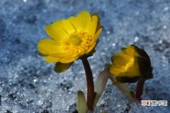 【价值】冰凌花是一种什么花，破冰而出观赏价值高