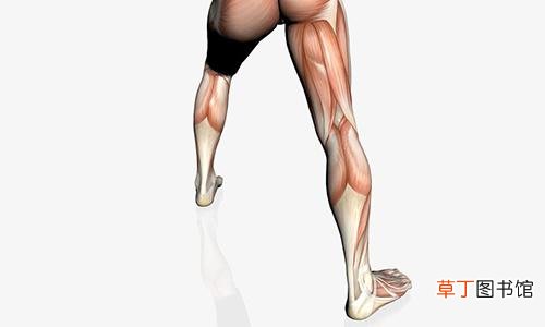 男的小腿太粗怎么办 脂肪过多和肌肉太大的解决方法