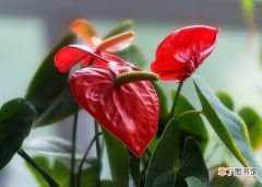 【花卉】2018年春节送什么花好,不同花卉送花对象不同