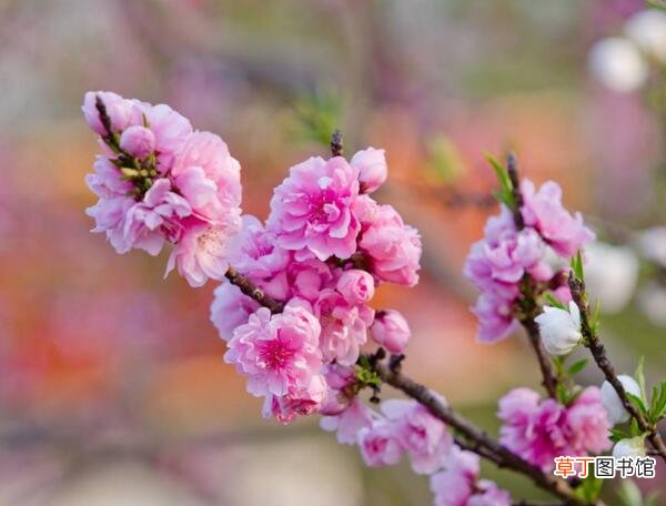 2 【适合】2018年春节适合养什么花,适合春节摆放的花