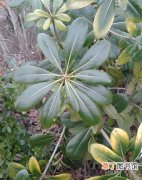 【图片】植物名称及图片——光叶海桐