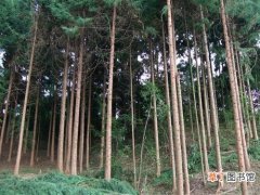 【花卉大全】杉木造林技术的四个要点