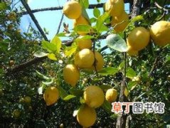 【树】柠檬树的种植栽培技术
