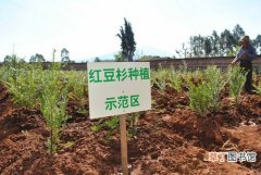 【种植方法】红豆杉的种植方法和移栽注意事项