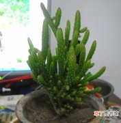 【植物】仙人掌科植物名称及图片——姬珊瑚